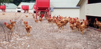 poulets des Landes Liberté